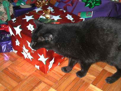 Zoe skulking around the Christmas tree, just waiting to score some tinsel, eh.