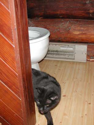 Another toilet inspection completed, my cat Zoe heads back upstairs for a badly needed nap.