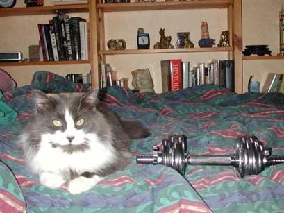 Zubby, heavy metal cat.